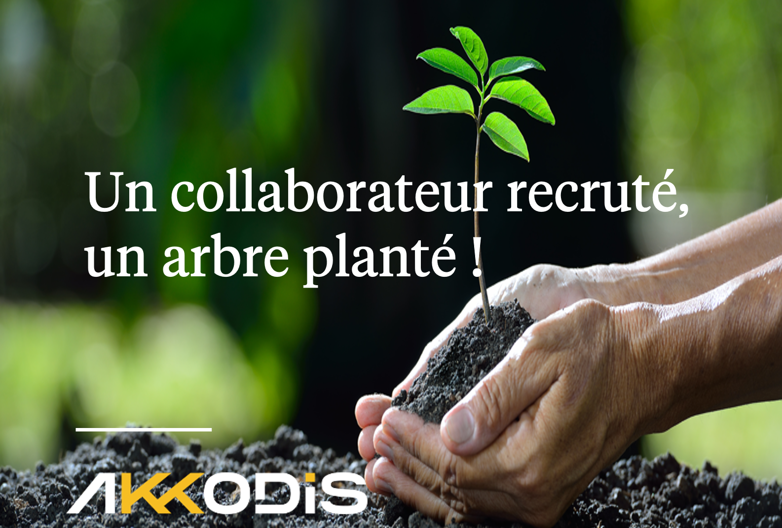 article reforest article reforest